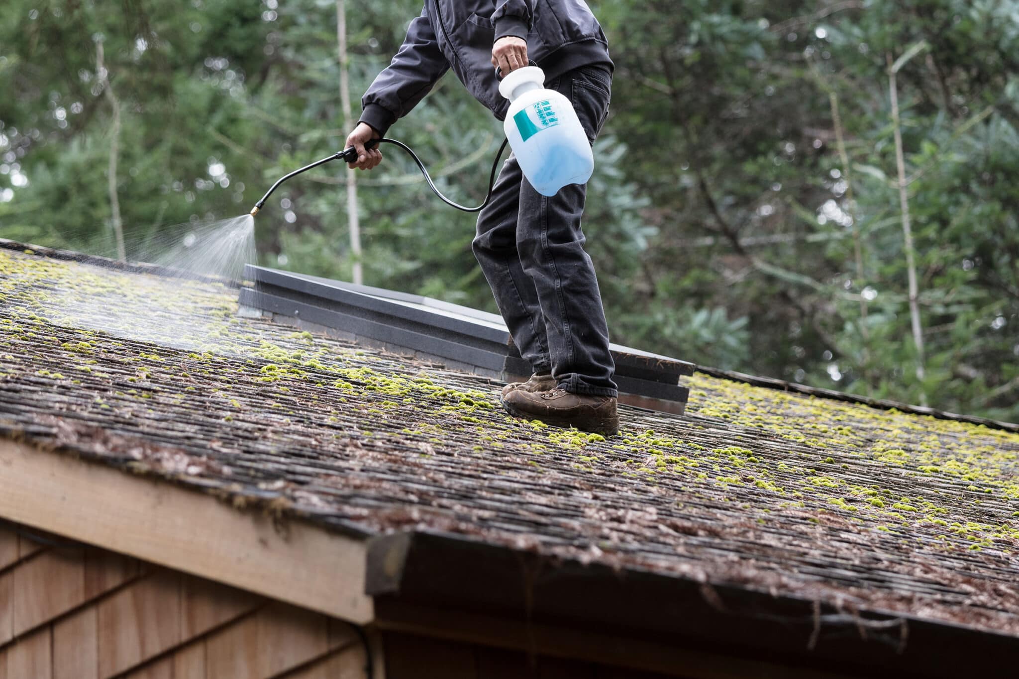 anti-moss-treatment