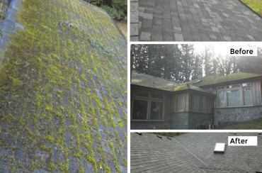 Different Types Of Roof Moss And How To Remove Them