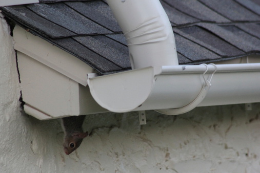 The Benefits of Gutter Guards