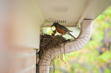 How to Keep Birds out of Gutters