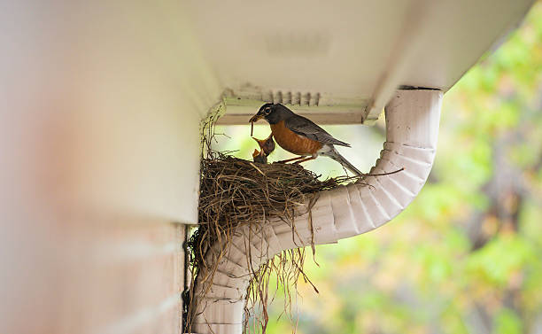 How to Keep Birds out of Gutters